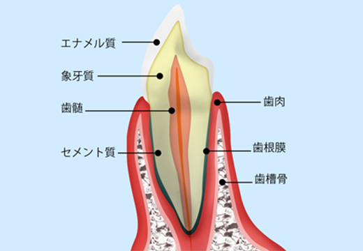 骨が柔らかいので、歯が動きやすい